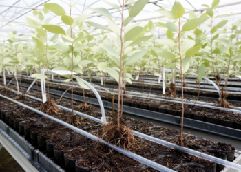 Treated oilfield wastewater supports Eucalyptus rooting in nursery trial