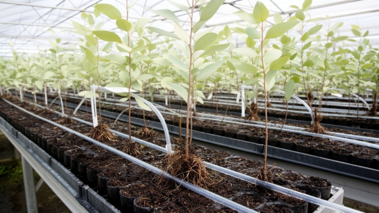Treated oilfield wastewater supports Eucalyptus rooting in nursery trial