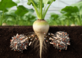 Dual-strain bacteria and nano-NPK boost sugar beet yields