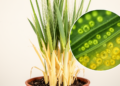 Barley reorganizes photosynthesis during nitrogen starvation across leaf ages