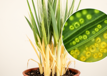 Barley reorganizes photosynthesis during nitrogen starvation across leaf ages