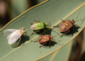 Taylor Swift’s Name Marks Four Newly Described Australian Plant Bugs