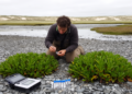Genome study reveals north–south genetic divergence in coastal halophyte