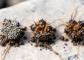 Seed microbiomes vary across elevations in high-Andean Acaena macrocephala