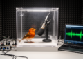 Hybrid model classifies 32 insect species in controlled audio dataset