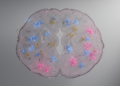 Protein Maps Chart Antibodies Across Mouse Brain Tissue
