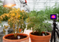 Research report: Integrative systems analysis reveals heat-induced functional divergence in cultivated and wild tomato genotypes
