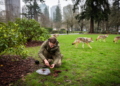 Peer-reviewed scat study finds Seattle coyote density ninefold above wild Washington