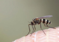 Biting Midges in Spain Reveal First Molecular Trace of Avian Malaria Parasites in Leptoconops