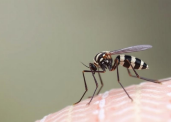 Biting Midges in Spain Reveal First Molecular Trace of Avian Malaria Parasites in Leptoconops