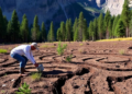 Scientists replant Yosemite's Tuolumne Meadows in race to revive degraded soil
