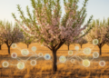 Research report: Population-level chloroplast genome insights into population structure, genetic diversity, phylogeny, and divergence time of Prunus mongolica