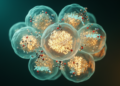 Experimental AMPK activator traps esophageal cancer cells in S phase, priming them for chemotherapy