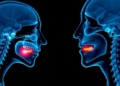 AI Reads Swallowing Muscles in Ultrasound to Grade Dysphagia Without the Guesswork