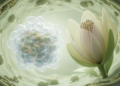 Phytoplasma protein structurally mimics regulators of flower development