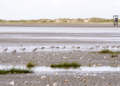 Global review projects shorebird losses from sea-level rise