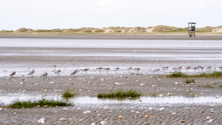 Global review projects shorebird losses from sea-level rise