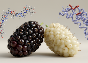 Black and white mulberry show distinct amino acid patterns during ripening