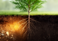 Research report: Multilevel adaptation strategy of the Cupressus gigantea fine root system between the growing and non-growing seasons