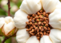 Cotton's Fiber-Seed Trade-Off Cracked: GhRCD1-GhMYC3 Module Promises Premium Fiber and Vigorous Seeds Together