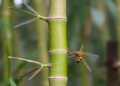 Climate Change Could Nearly Double the Bamboo Borer's Global Habitat by 2100