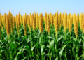 Four selection indices converge on nutrient-rich, stable pearl millet lines