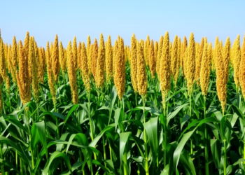 Four selection indices converge on nutrient-rich, stable pearl millet lines