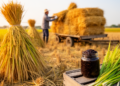 Rice-Plant Bacterium Decoded by Whole-Genome Sequencing Transforms Rice Straw into Better Silage
