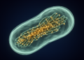 Parasite Defies Textbook Genetics With Hundreds of Centromeres Scattered Across Its Chromosomes
