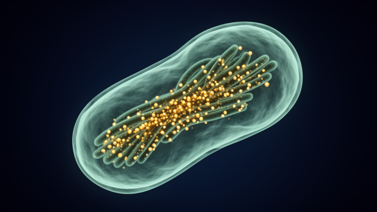 Parasite Defies Textbook Genetics With Hundreds of Centromeres Scattered Across Its Chromosomes