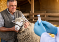 Rare parotid abscess traced to brucellosis in a sheep farmer