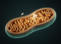 Mitochondrial Cristae Emerge as Therapeutic Target in Ischemic Stroke