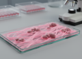 Routine pathology slides can quantify tumour collagen like SHG microscopy