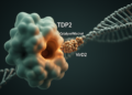 Host repair protein TDP2 cleaves VirD2 from Agrobacterium T-DNA complexes