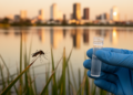 Heartworm DNA Found in Mosquitoes at Mexican Urban Lagoon