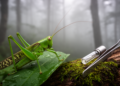 Four New Katydid Species Hidden in Sichuan's Mountains Revealed by DNA and Anatomy