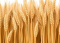 Hidden Half of Wheat: Century-Old Pakistani Cultivars Reveal Surprising Root Diversity