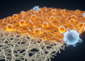 Engineered Human Cell-Derived Matrix Outperforms Recombinant Collagen, but Senescence Looms