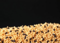 Black Sorghum Emerges as Antioxidant Powerhouse in Landmark Australian Grain Study
