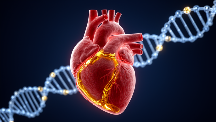 Genes Behind a Rare Heart-Filling Disorder Point Toward Personalized Care