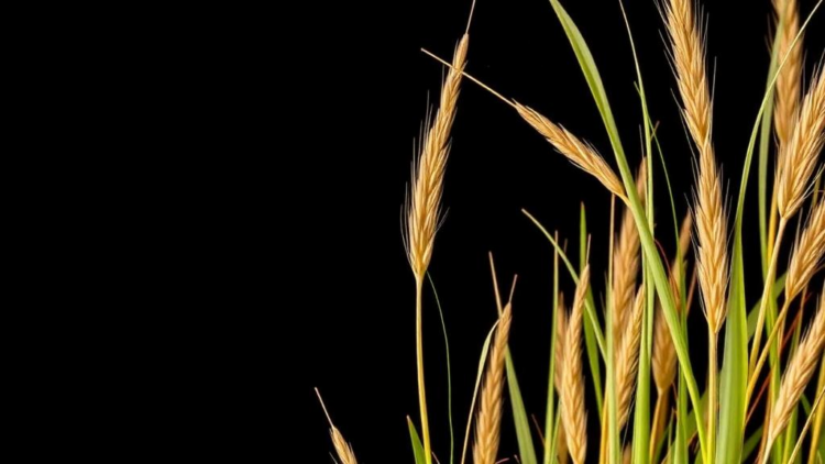 Ancient Grass Genomes Trace the Origins of Starch and Lignin Pathways