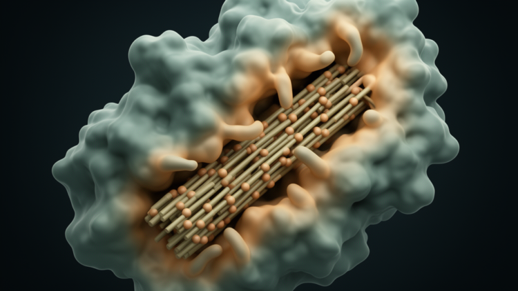 Loosening the Rim: Peripheral Flexibility Boosts a Cellulase's Catalytic Power