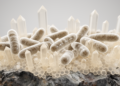 Bacterial Surface Chemistry Steers Hydroxyapatite Crystal Formation, Study Finds
