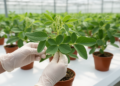 Soybean genome study pinpoints leaflet shape genes across leaf positions