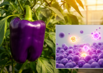 Light-Responsive Gene Pathway Drives Purple Pigment Buildup in Pepper