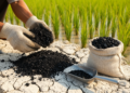 Zinc-Enhanced Rice Husk Biochar Locks Cadmium in Contaminated Calcareous Soil