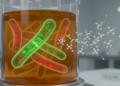 Self-timing gene circuit lifts microbial 3-hydroxypropionic acid yields