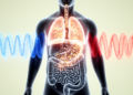 How Sleep Apnea's Oxygen Swings Reshape the Gut Microbiome and Drive Organ Injury