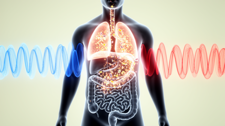 How Sleep Apnea's Oxygen Swings Reshape the Gut Microbiome and Drive Organ Injury