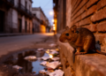 Urban Rodents in Argentina Carry Diverse Cryptosporidium Species, Molecular Survey Finds
